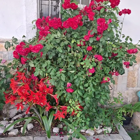 بيت ضيافة Aleko Gjirokastër