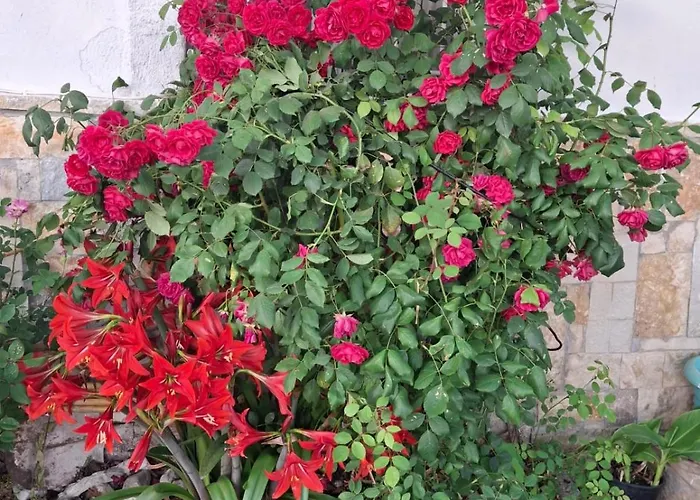 Pensjonat Aleko Gjirokastra